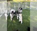 Small Photo #5 Pomsky Breeder Profile in VENUS, PA, USA