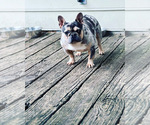 Small Photo #3 French Bulldog Breeder Profile in GREENVILLE, SC, USA
