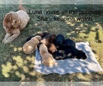 Small Photo #6 Labrador Retriever Breeder Profile in FREDERICKSBG, OH, USA