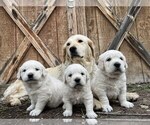 Small Photo #4 English Cream Golden Retriever Breeder Profile in DE BEQUE, CO, USA