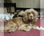 Small Photo #3 Cocker Spaniel Breeder Profile in HOLYOKE, MA, USA