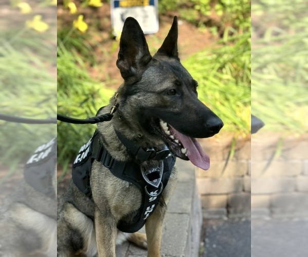 Medium Photo #4 Dutch Shepherd Dog-German Shepherd Dog Mix Breeder Profile in WILMINGTON, DE, USA