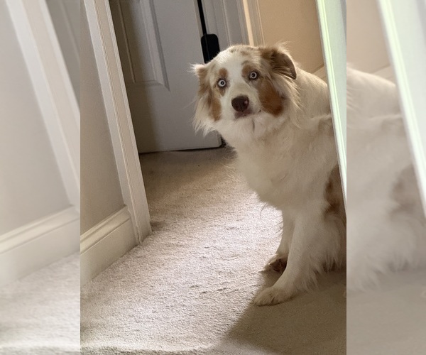 Medium Photo #3 Australian Shepherd Breeder Profile in GREER, SC, USA