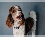 Small Photo #3 Bernedoodle Breeder Profile in BONNERS FERRY, ID, USA