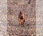Small Photo #8 Rhodesian Ridgeback Breeder Profile in ONEIDA, TN, USA