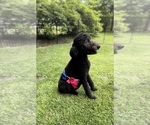 Small Photo #4 Goldendoodle Breeder Profile in HARTFORD, AL, USA