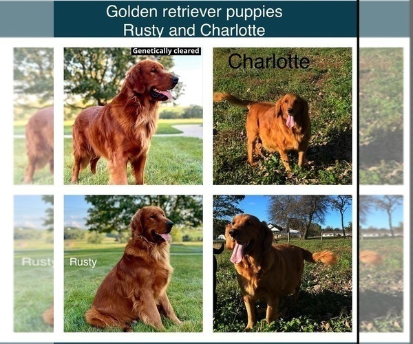 Medium Photo #1 Golden Retriever Breeder Profile in FREDERICKSBG, OH, USA