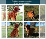 Small Photo #1 Golden Retriever Breeder Profile in FREDERICKSBG, OH, USA