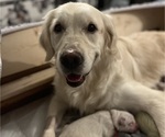 Small Photo #7 English Cream Golden Retriever Breeder Profile in SPOTSYLVANIA, VA, USA