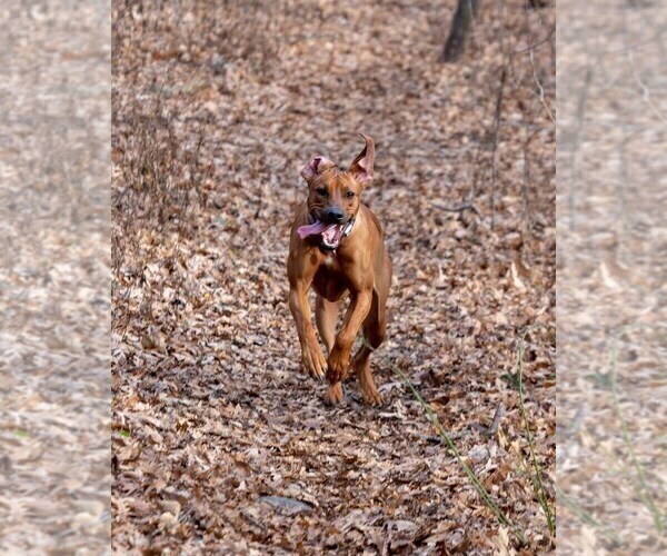 Medium Photo #12 Rhodesian Ridgeback Breeder Profile in ONEIDA, TN, USA