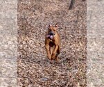 Small Photo #12 Rhodesian Ridgeback Breeder Profile in ONEIDA, TN, USA