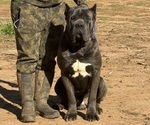 Small Photo #1 Cane Corso Breeder Profile in SENOIA, GA, USA