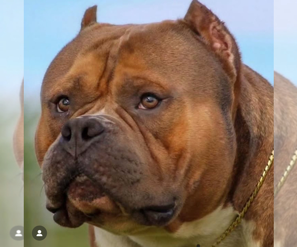 Medium Photo #2 American Bully Breeder Profile in MARIETTA, GA, USA