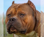 Small Photo #2 American Bully Breeder Profile in MARIETTA, GA, USA
