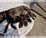 Small Photo #2 Labrador Retriever Breeder Profile in COEUR D ALENE, ID, USA