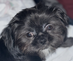 Small Photo #1 Shih Tzu Breeder Profile in BLUFFTON, SC, USA