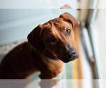 Small Photo #11 Rhodesian Ridgeback Breeder Profile in ONEIDA, TN, USA