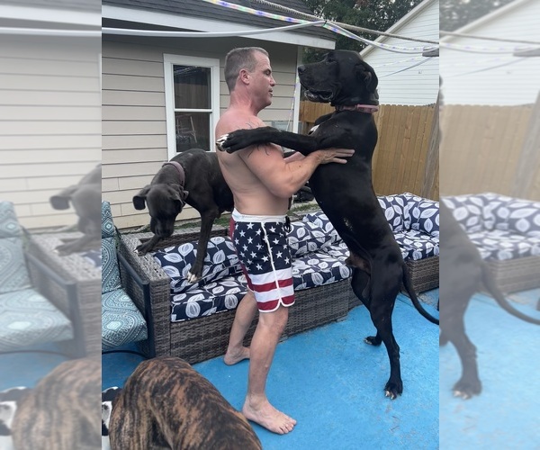 Medium Photo #1 Great Dane Breeder Profile in WILLIS, TX, USA