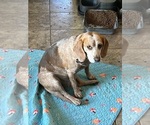 Small Photo #4 Beagle Breeder Profile in BROWNSVILLE, OR, USA