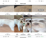 Small Photo #1 Schnauzer (Miniature) Breeder Profile in WESTMINSTER, SC, USA