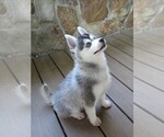 Small Photo #6 Pomsky Breeder Profile in VENUS, PA, USA
