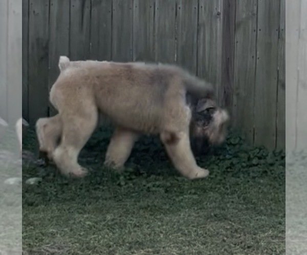 Medium Photo #1 Bouvier Des Flandres Breeder Profile in BLANCO, TX, USA