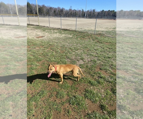 Medium Photo #4 American Pit Bull Terrier Breeder Profile in CHARLOTTE, NC, USA