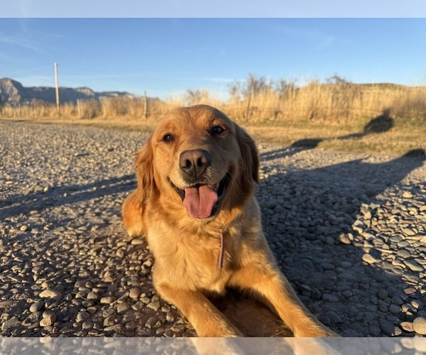 Medium Photo #1 Golden Retriever Breeder Profile in DE BEQUE, CO, USA