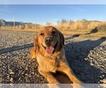 Small Photo #1 Golden Retriever Breeder Profile in DE BEQUE, CO, USA