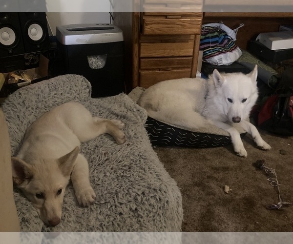 Medium Photo #6 Swiss Shepherd-Timber Wolf Mix Breeder Profile in MAD RIVER, CA, USA