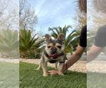 Small Photo #2 French Bulldog Breeder Profile in IRVINE, CA, USA