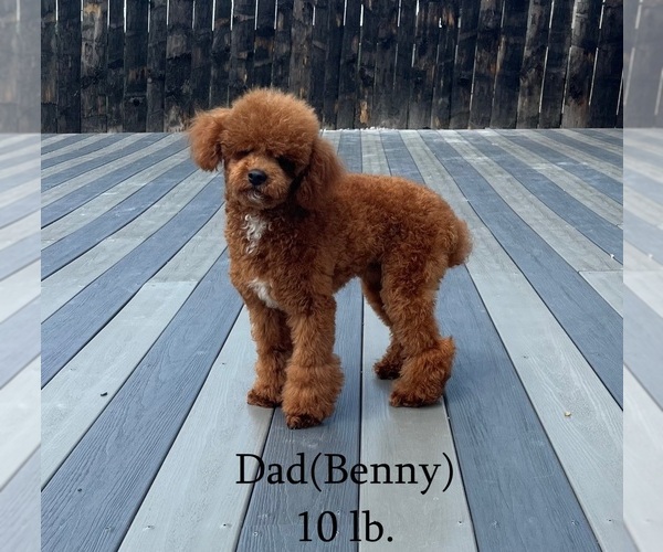 Medium Photo #1 Goldendoodle (Miniature) Breeder Profile in MIDDLEBURY, IN, USA