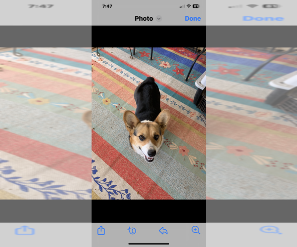 Medium Photo #1 American Corgi Breeder Profile in POST, TX, USA