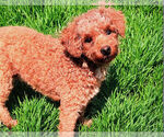 Small Photo #1 Cavapoo (Miniature) Breeder Profile in HANCOCK, MN, USA