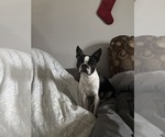 Small Photo #14 Boston Terrier Breeder Profile in HOWELL, NJ, USA