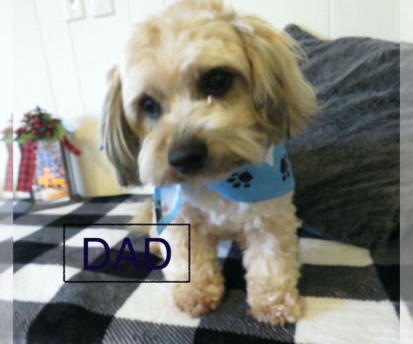 Medium Photo #3 Shih-Poo Breeder Profile in DONGOLA, IL, USA