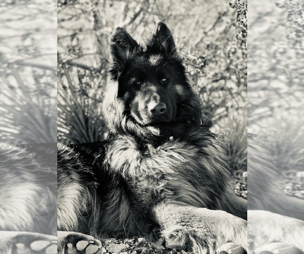 Medium Photo #2 German Shepherd Dog Breeder Profile in PINON HILLS, CA, USA