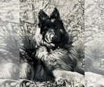 Small Photo #2 German Shepherd Dog Breeder Profile in PINON HILLS, CA, USA