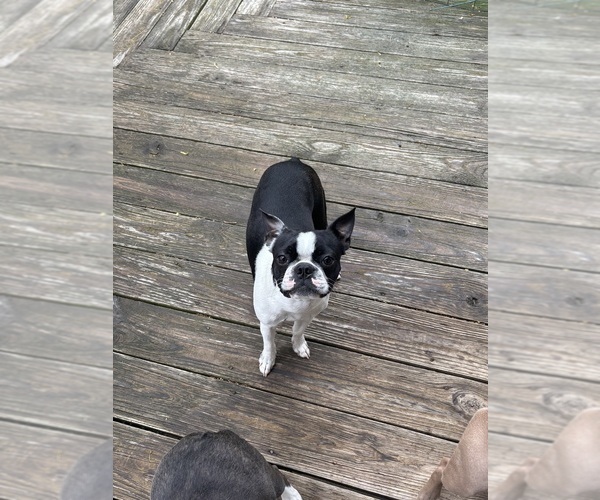 Medium Photo #7 Boston Terrier Breeder Profile in HOWELL, NJ, USA