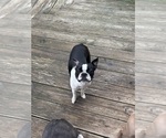 Small Photo #13 Boston Terrier Breeder Profile in HOWELL, NJ, USA