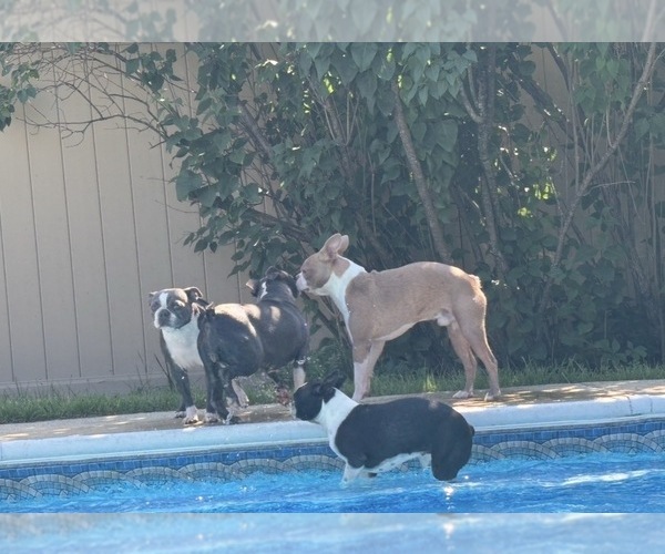 Medium Photo #9 Boston Terrier Breeder Profile in HOWELL, NJ, USA