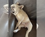 Small Photo #6 French Bulldog Breeder Profile in OPP, AL, USA