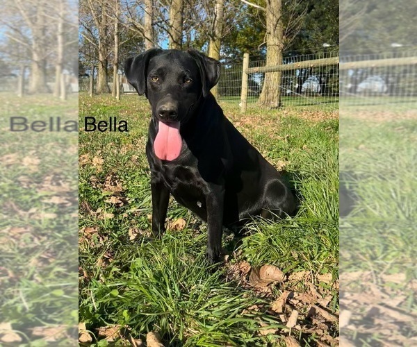 Medium Photo #4 Labrador Retriever Breeder Profile in FREDERICKSBG, OH, USA