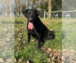 Small Photo #4 Labrador Retriever Breeder Profile in FREDERICKSBG, OH, USA