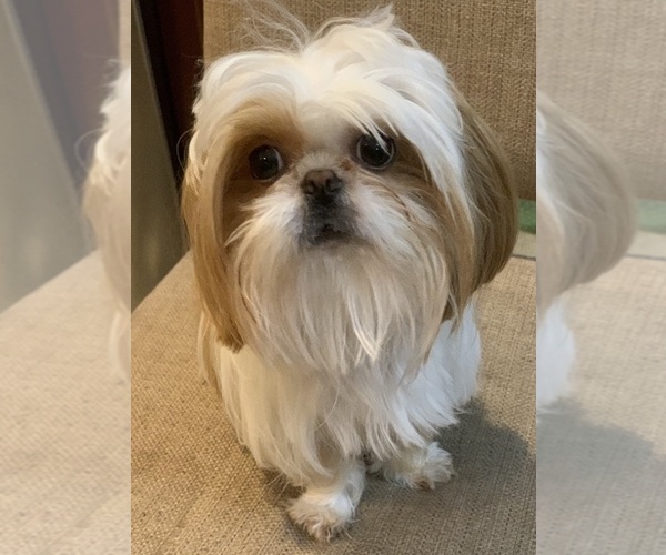 Medium Photo #1 Shih Tzu Breeder Profile in WESLEY CHAPEL, FL, USA