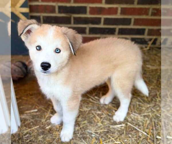 Medium Photo #4 Golden Pyrenees-Siberian Husky Mix Breeder Profile in HICKORY, NC, USA