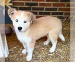 Small Photo #4 Golden Pyrenees-Siberian Husky Mix Breeder Profile in HICKORY, NC, USA
