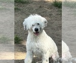 Small Photo #3 Portuguese Water Dog Breeder Profile in DES MOINES, IA, USA