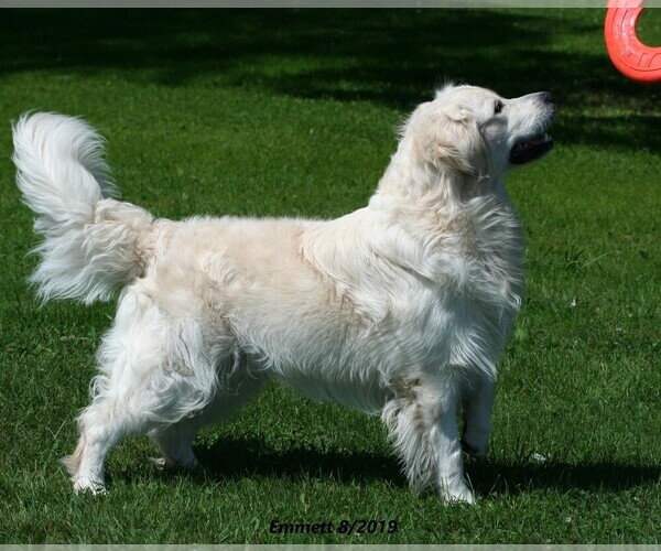 Medium Photo #1 English Cream Golden Retriever Breeder Profile in MARSHFIELD, WI, USA