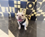 Small Photo #3 French Bulldog Breeder Profile in IRVINE, CA, USA
